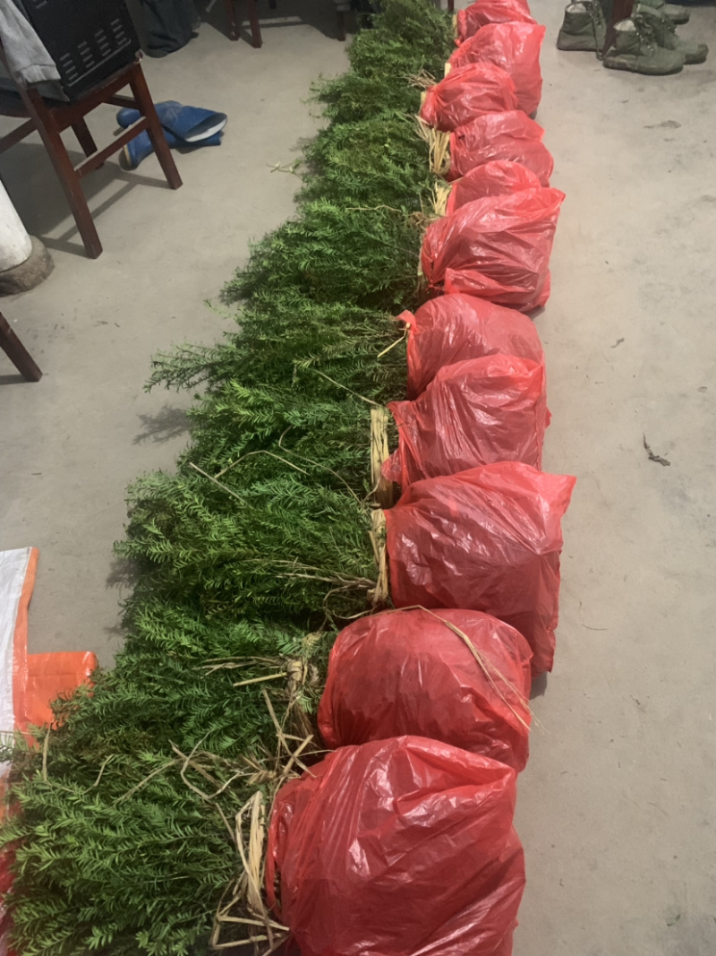红豆杉苗红豆杉苗红豆杉苗红豆杉小苗红豆杉小苗红豆杉