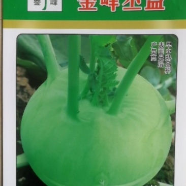 苤蓝基地专供品种