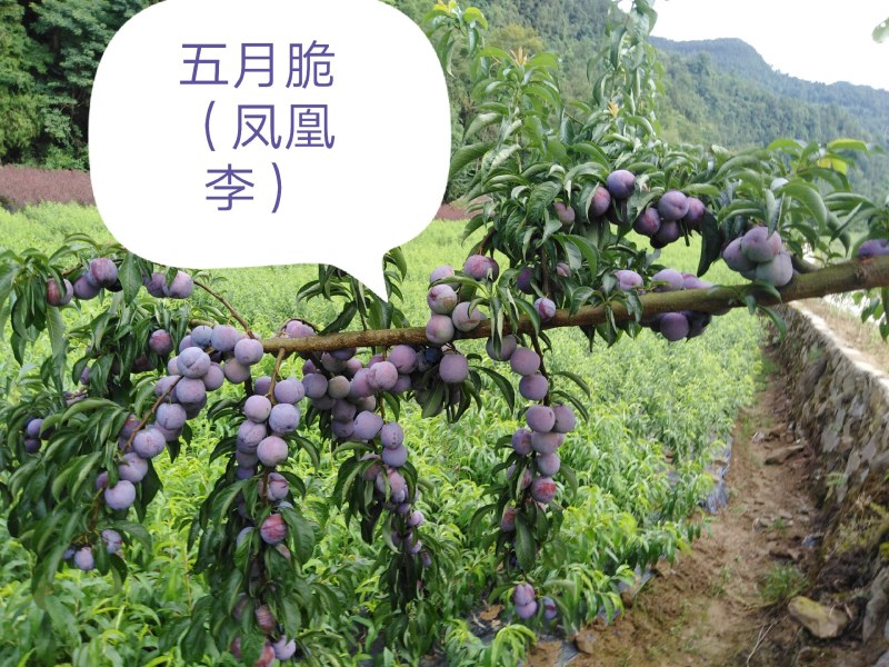 青脆李苗脆红李苗蜂糖李苗凤凰李苗半边红苗基地直发成活率高