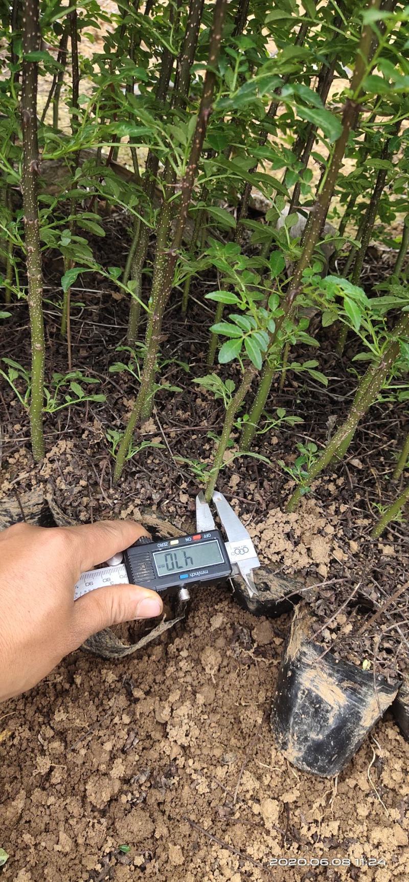 大红袍，贡椒，雪椒，花椒树苗基地直发货量大从优