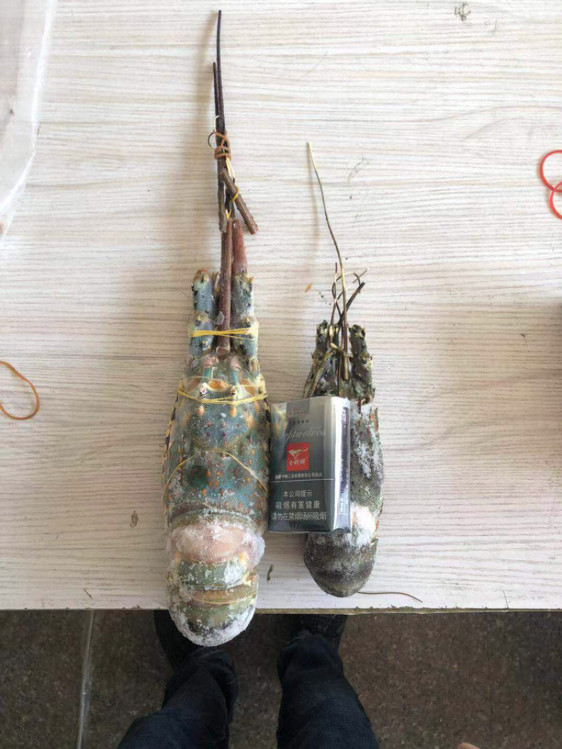 精品活冻锦绣龙虾保证质量