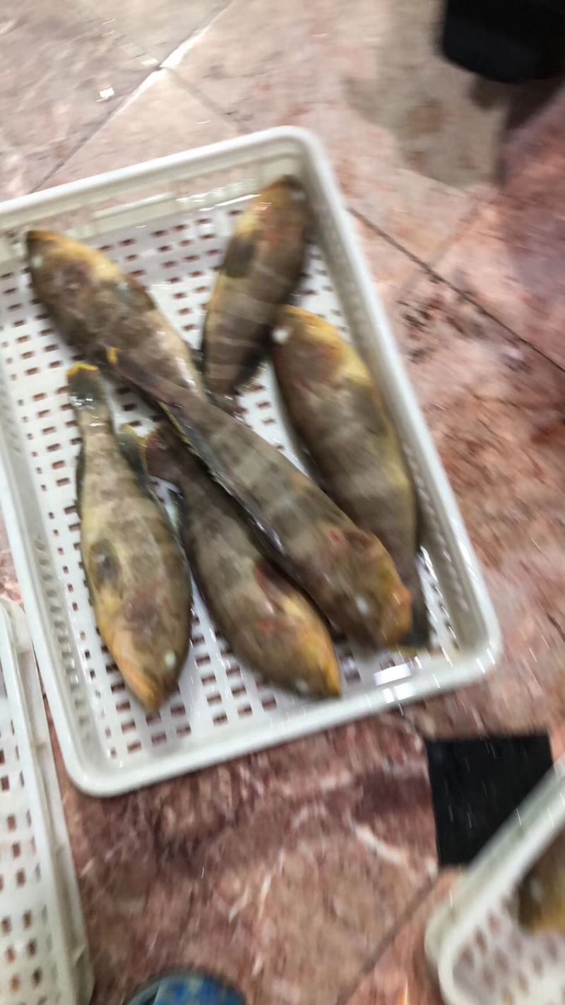石斑鱼（活冻）也有龙胆斑