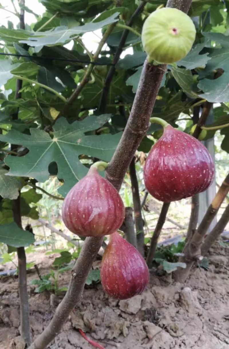 金傲芬布兰瑞无花果苗波姬红当年结果南方种植特大无花果苗