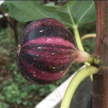 金傲芬布兰瑞无花果苗波姬红当年结果南方种植特大无花果苗