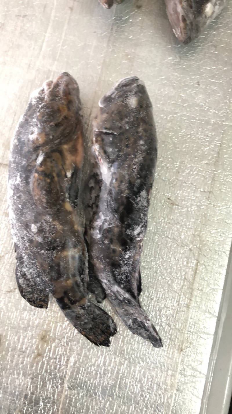 石斑鱼（活冻）也有龙胆斑