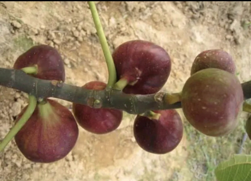 金傲芬布兰瑞无花果苗波姬红当年结果南方种植特大无花果苗