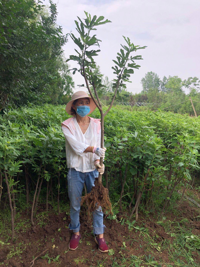 金傲芬布兰瑞无花果苗波姬红当年结果南方种植特大无花果苗