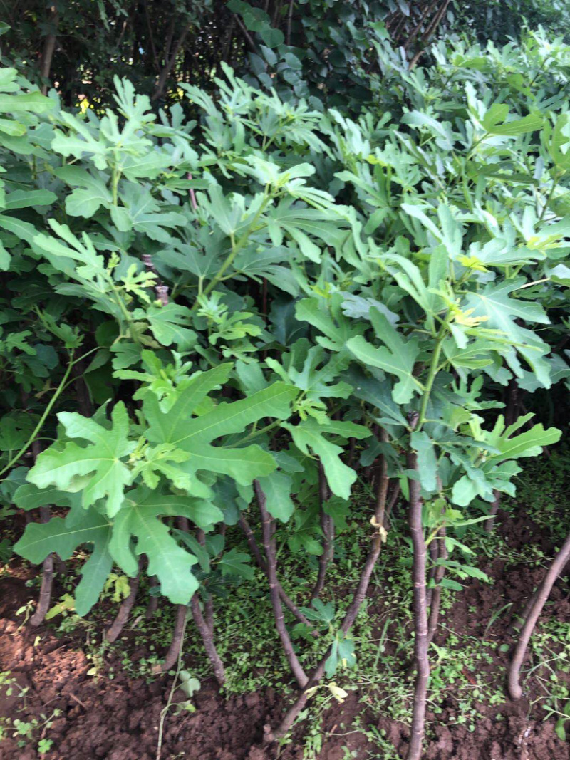 金傲芬布兰瑞无花果苗波姬红当年结果南方种植特大无花果苗