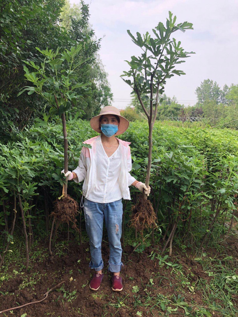 金傲芬布兰瑞无花果苗波姬红当年结果南方种植特大无花果苗