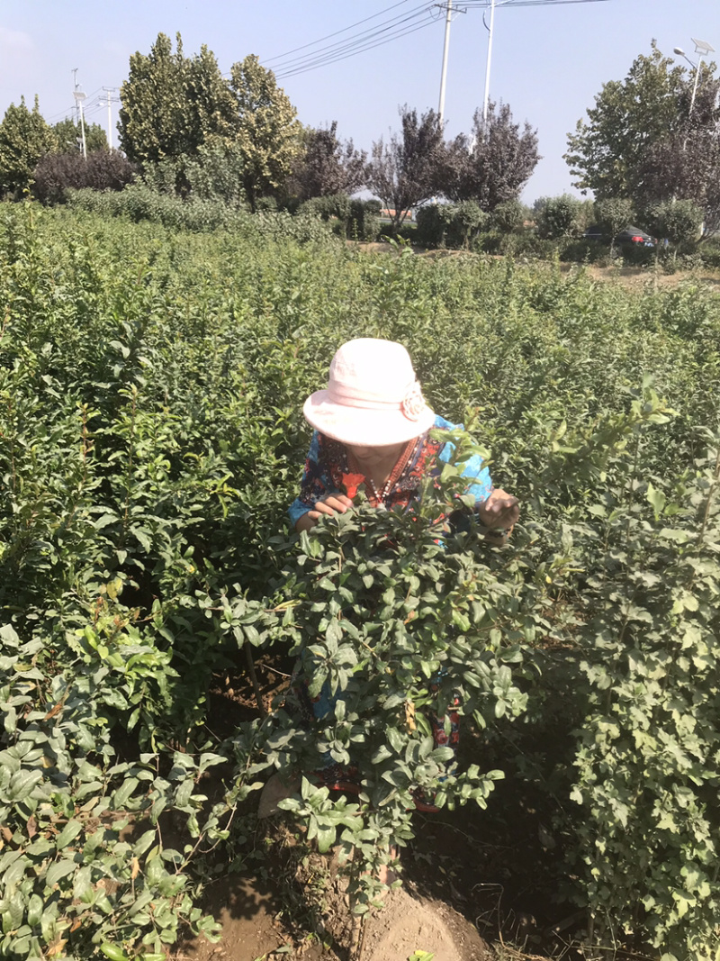 金傲芬布兰瑞无花果苗波姬红当年结果南方种植特大无花果苗