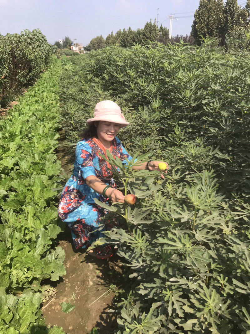 金傲芬布兰瑞无花果苗波姬红当年结果南方种植特大无花果苗