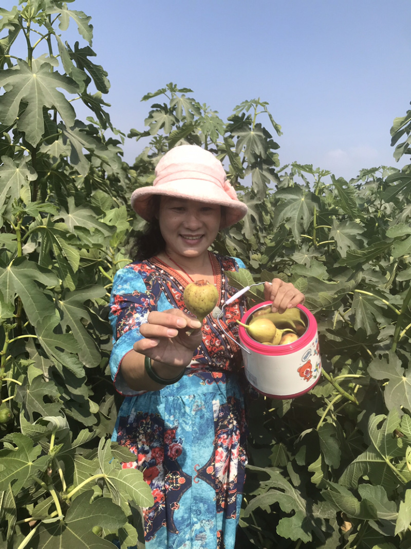 金傲芬布兰瑞无花果苗波姬红当年结果南方种植特大无花果苗