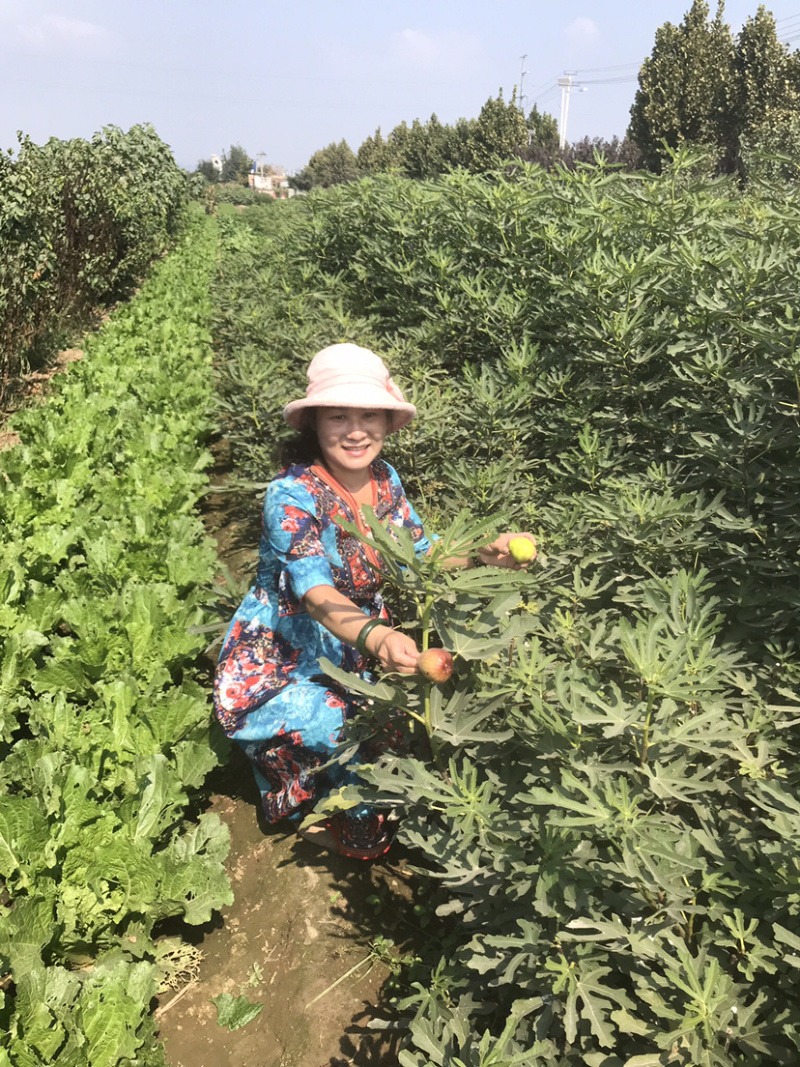 金傲芬布兰瑞无花果苗波姬红当年结果南方种植特大无花果苗