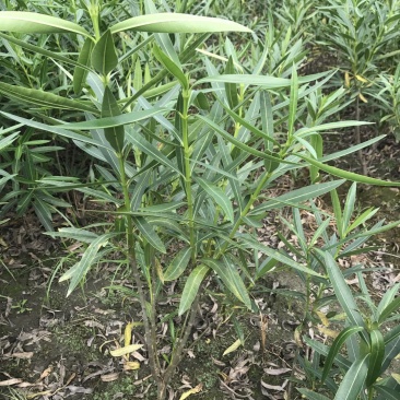 夹竹桃基地图片，夹竹桃价格多，夹竹桃介绍，