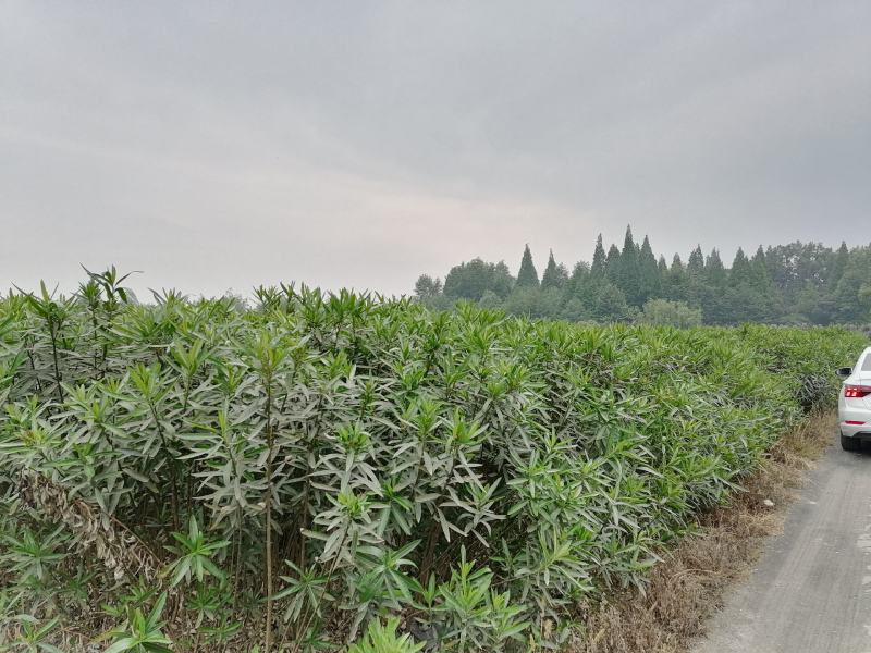 夹竹桃基地图片，夹竹桃价格多，夹竹桃介绍，