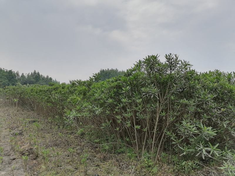 夹竹桃基地图片，夹竹桃价格多，夹竹桃介绍，