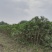 夹竹桃基地图片，夹竹桃价格多，夹竹桃介绍，