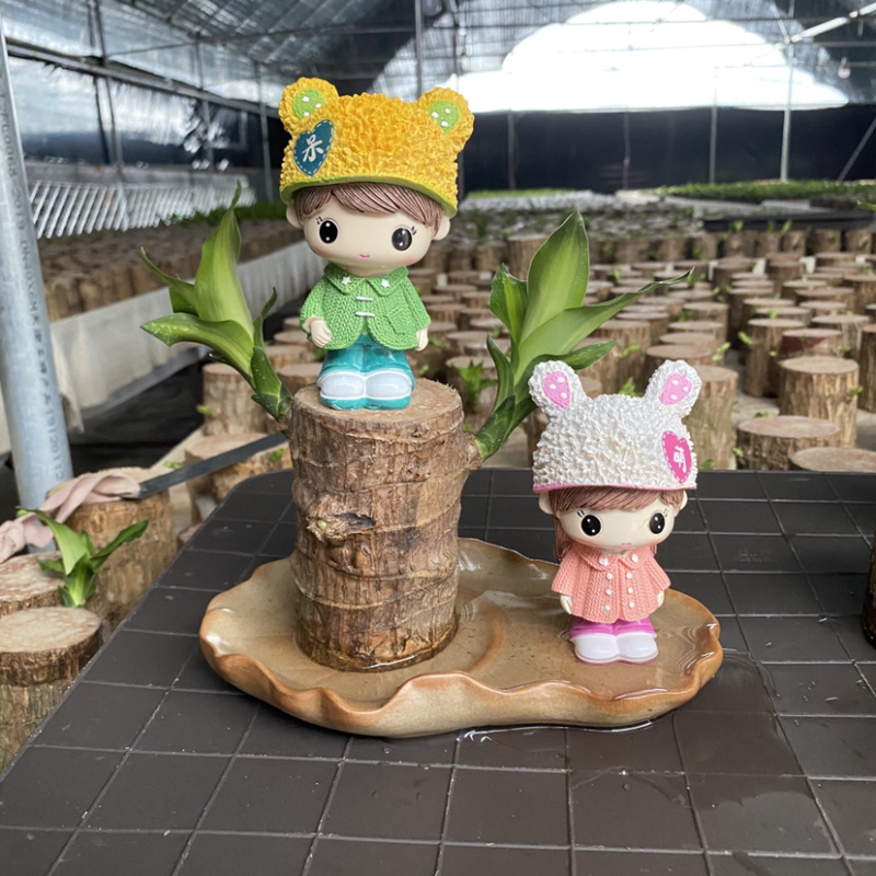 巴西木格鲁特幸运木四季常青水培植物室内办公室盆栽