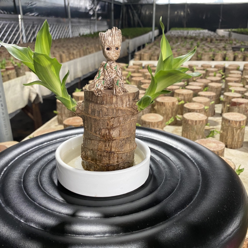 巴西木格鲁特幸运木四季常青水培植物室内办公室盆栽