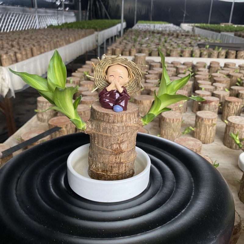 巴西木格鲁特幸运木四季常青水培植物室内办公室盆栽