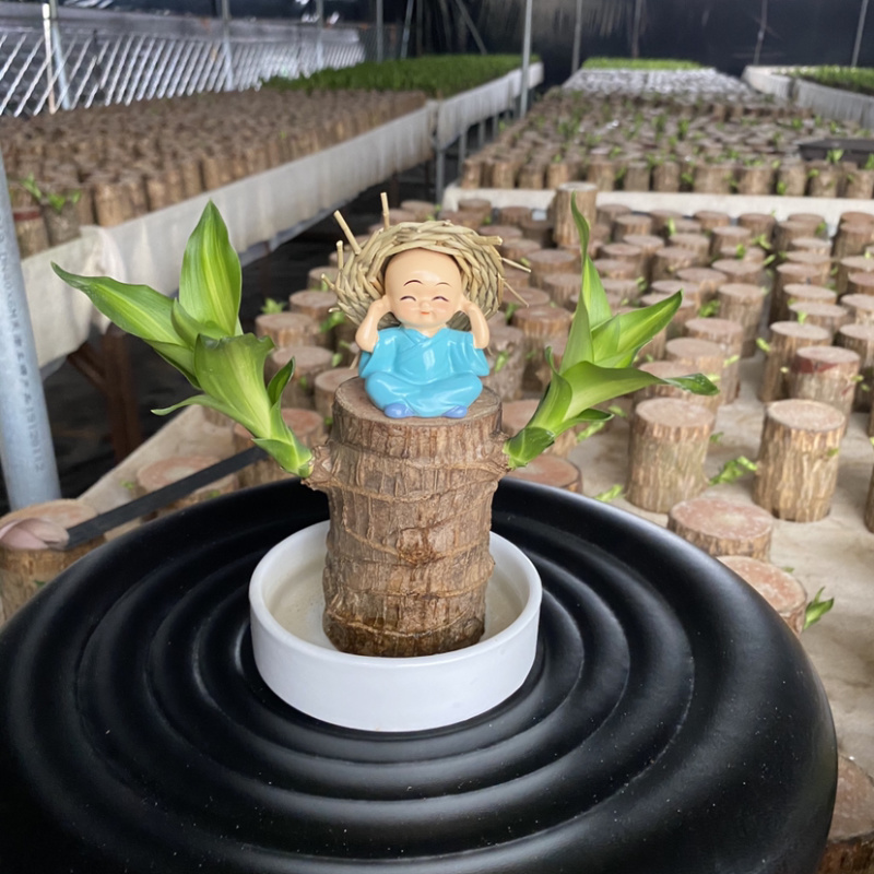 巴西木格鲁特幸运木四季常青水培植物室内办公室盆栽
