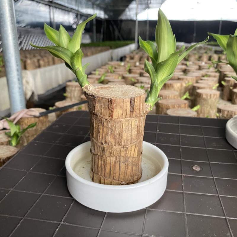 巴西木格鲁特幸运木四季常青水培植物室内办公室盆栽