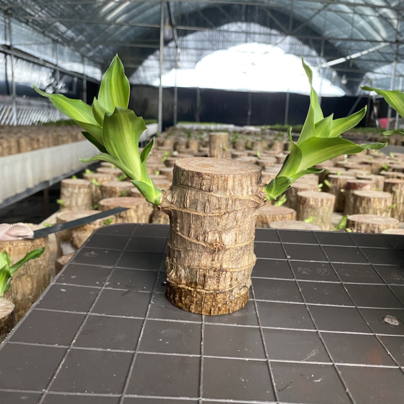 巴西木格鲁特幸运木四季常青水培植物室内办公室盆栽
