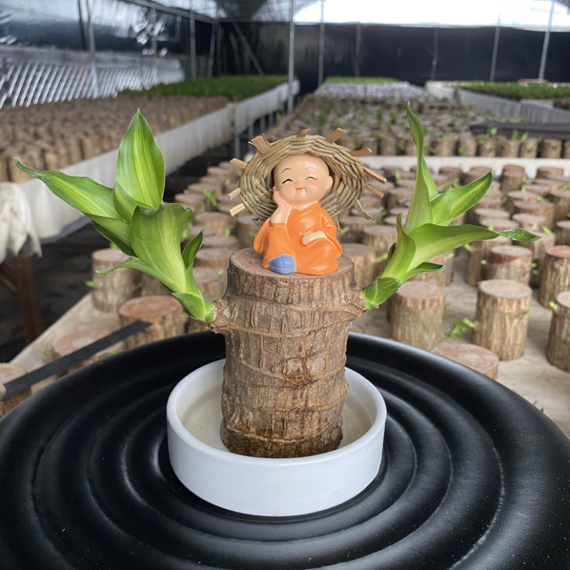 巴西木格鲁特幸运木四季常青水培植物室内办公室盆栽