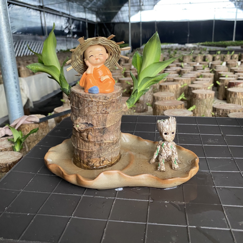 巴西木格鲁特幸运木四季常青水培植物室内办公室盆栽