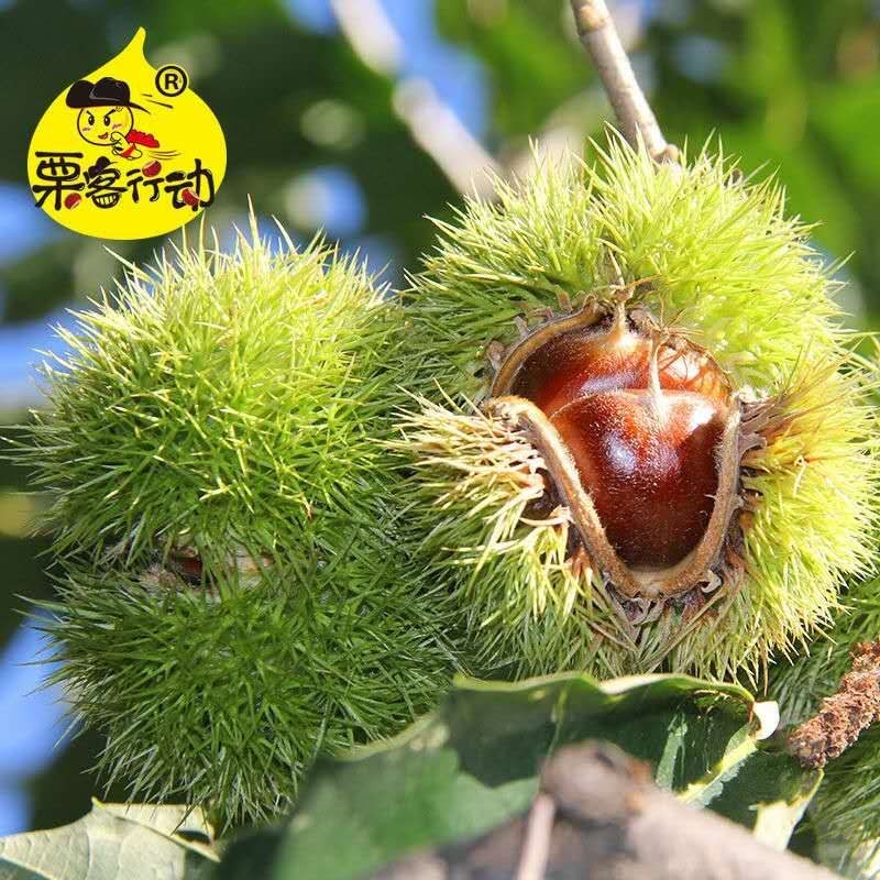 板栗香甜软糯，大板栗，只赚信誉不赚钱
