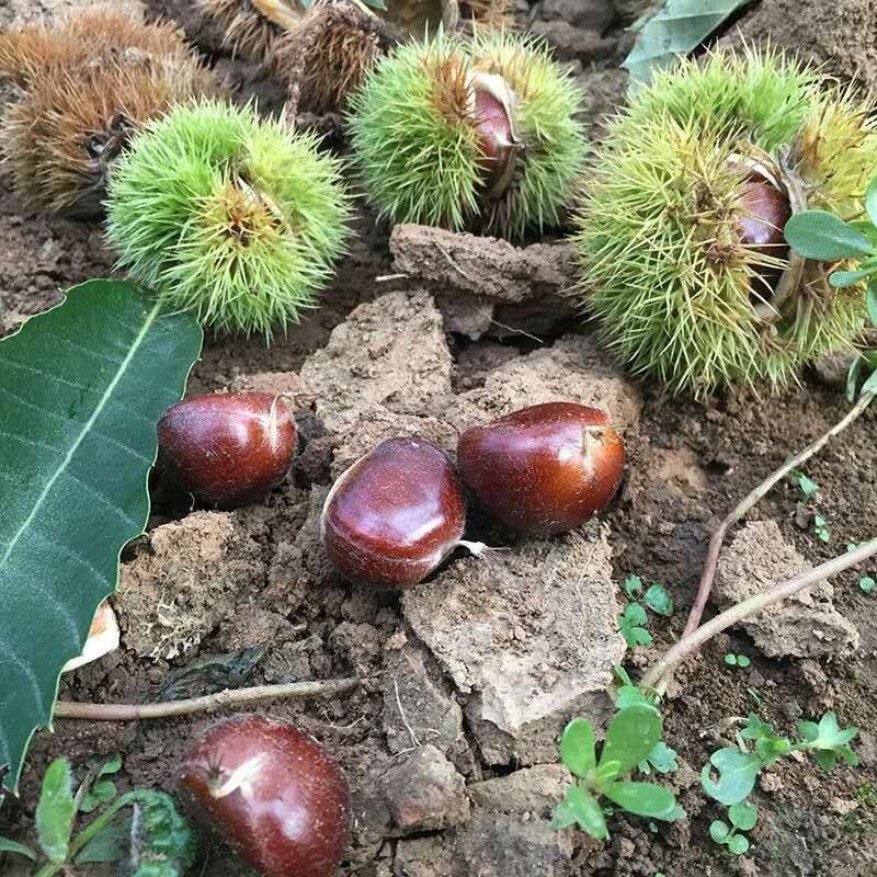 板栗香甜软糯，大板栗，只赚信誉不赚钱