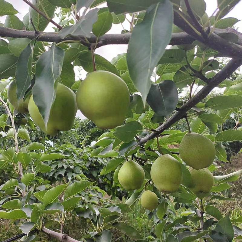 大量出售早金酥梨欢迎前来定购