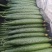 黄瓜，中小条密刺油量黄瓜