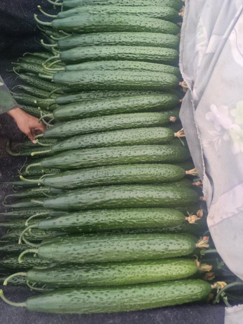 黄瓜，中小条密刺油量黄瓜