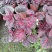 中国红双色杯杯苗，中国红基地直销，中国红价格