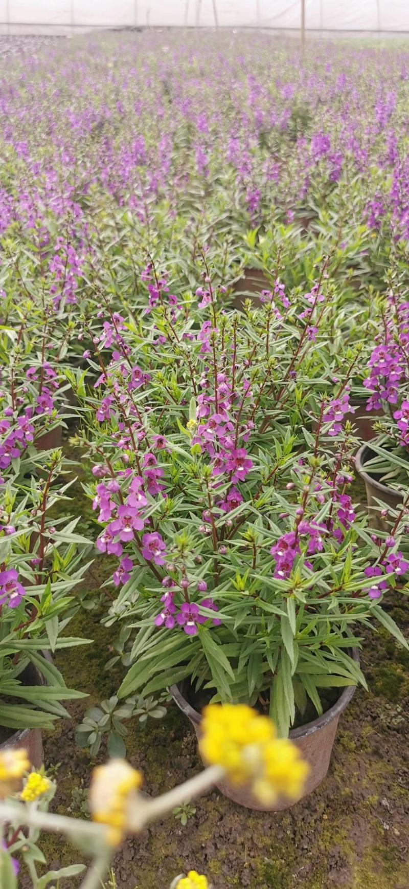 香彩菊双色杯杯苗价格，香彩雀成都基地直供