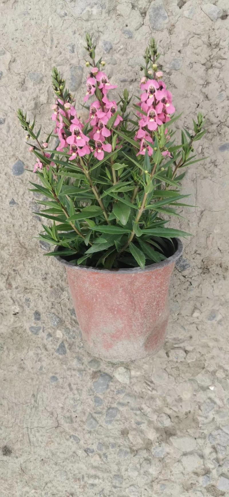 香彩菊双色杯杯苗价格，香彩雀成都基地直供