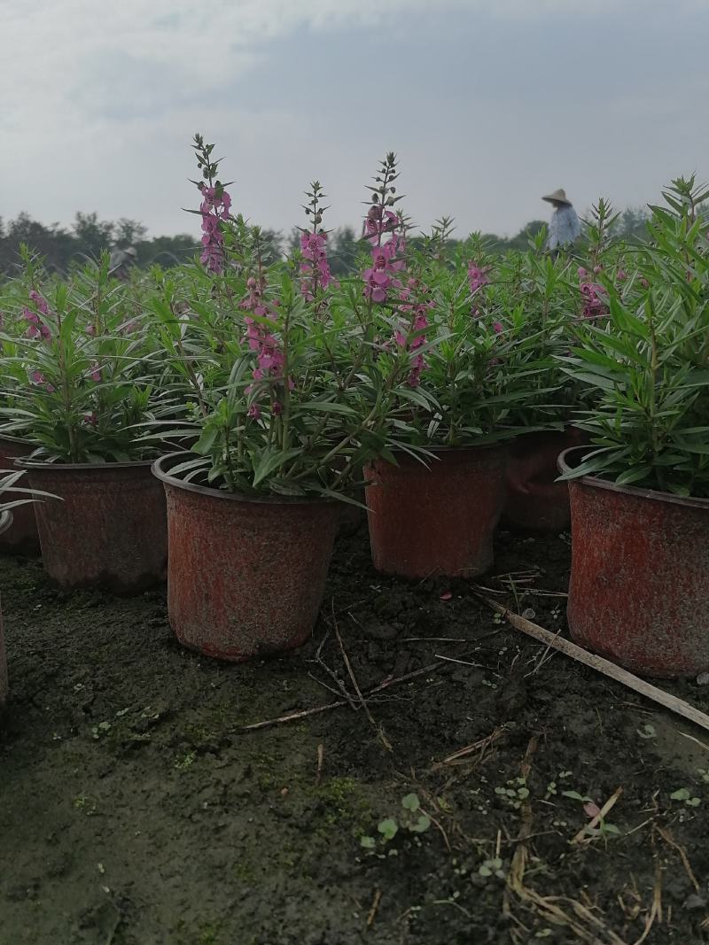 香彩菊双色杯杯苗价格，香彩雀成都基地直供