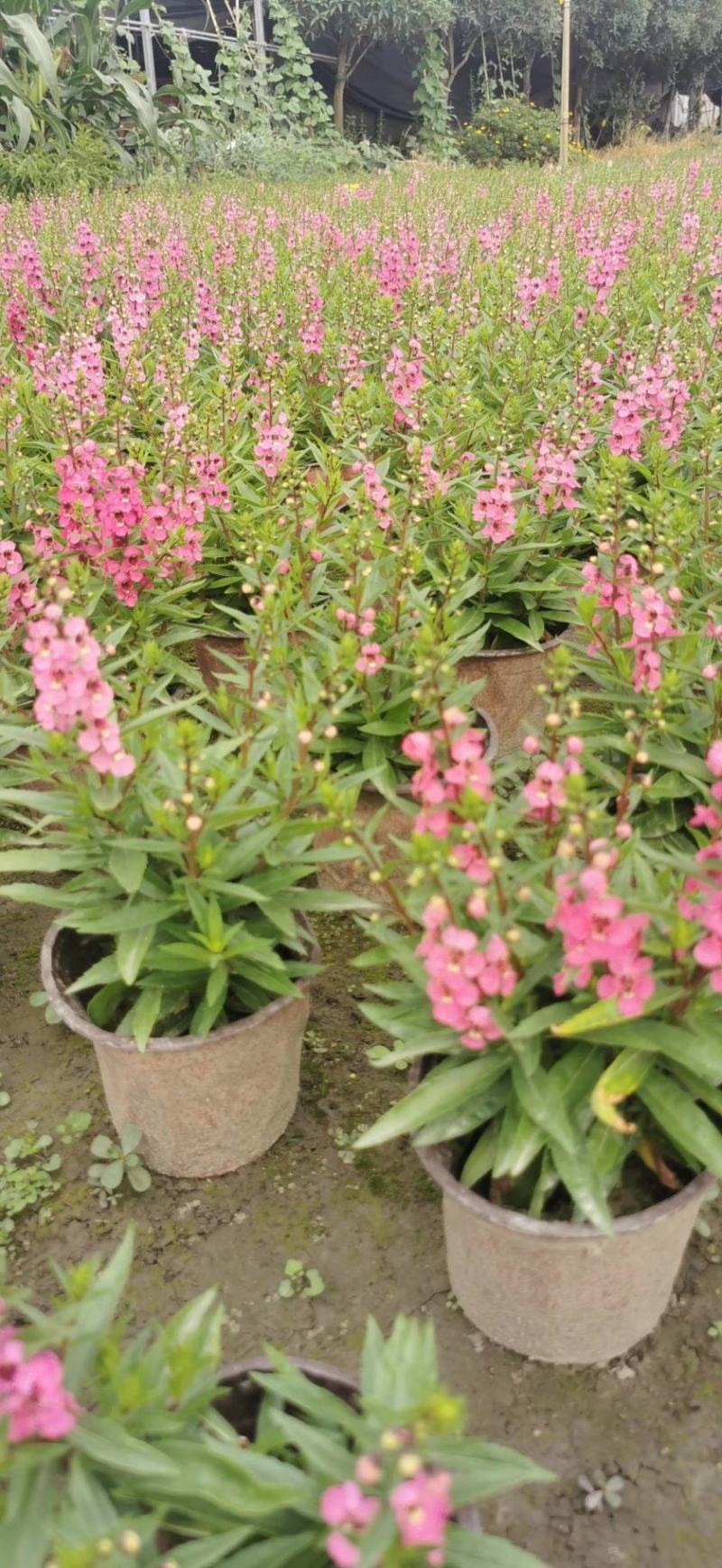 香彩菊双色杯杯苗价格，香彩雀成都基地直供