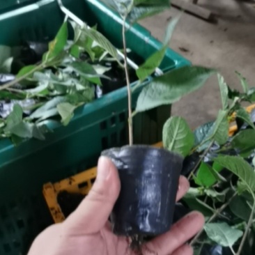 矮化大樱桃嫁接砧木脱毒苗一代吉塞拉6号营养杯苗