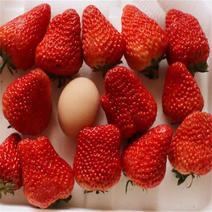 红颜草莓苗脱毒苗提供技术章姬法兰帝妙香7号等批发
