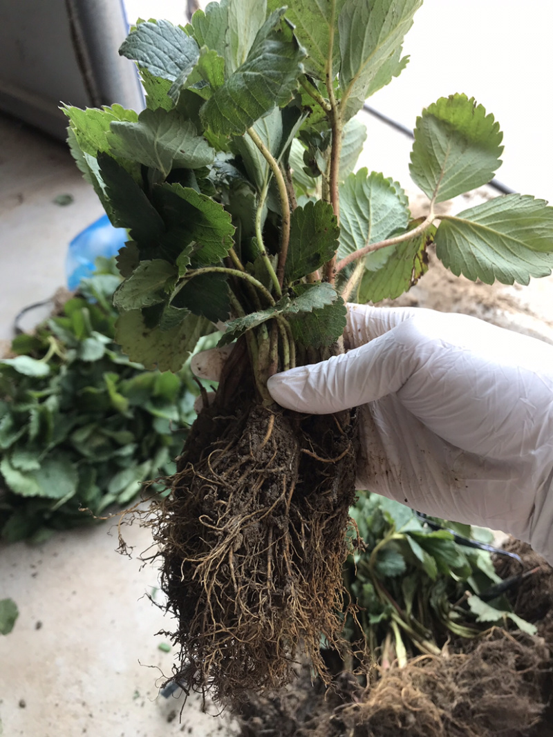 红颜草莓苗脱毒苗提供技术章姬法兰帝妙香7号等批发