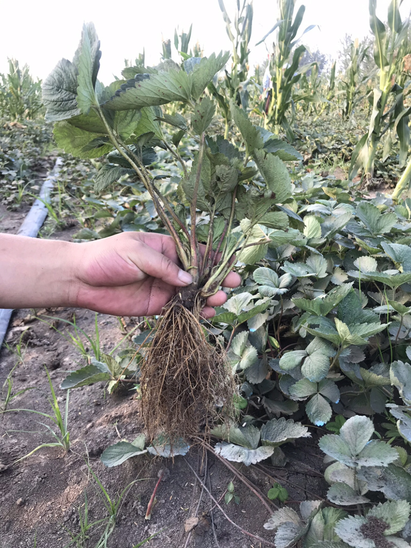 红颜草莓苗脱毒苗提供技术章姬法兰帝妙香7号等批发