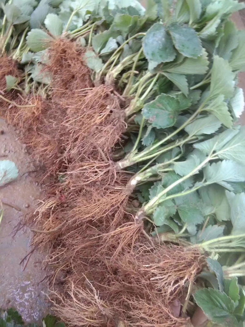 红颜草莓苗脱毒苗提供技术章姬法兰帝妙香7号等批发