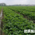 红颜草莓苗脱毒苗提供技术章姬法兰帝妙香7号等批发