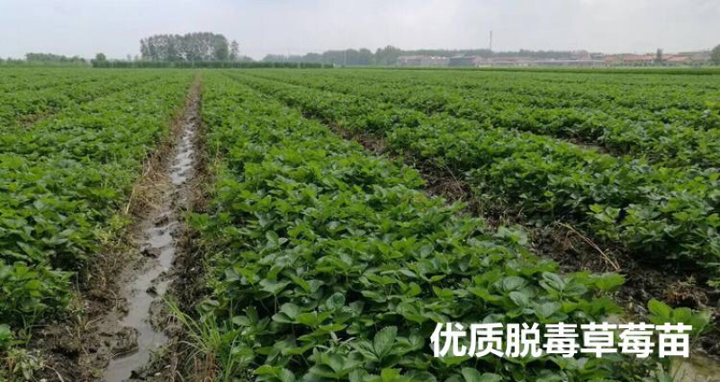 红颜草莓苗脱毒苗提供技术章姬法兰帝妙香7号等批发