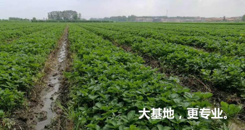 红颜草莓苗脱毒苗提供技术章姬法兰帝妙香7号等批发