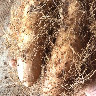 广东特产毛薯，基地直供，货源充足，走货快，欢迎前来选购