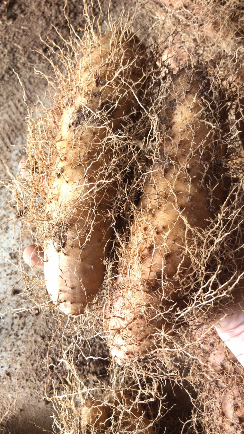 广东特产毛薯，基地直供，货源充足，走货快，欢迎前来选购