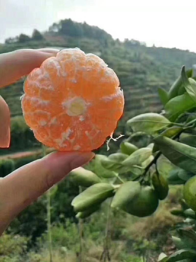 八月蜜桔，柑橘，皮薄汁多，价钱实惠